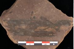 Foto (Detailansicht) von Phragmites oeningensis Braun (NHMW-GEO-2024-0188-0359)